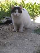 Immagine di Poseidon