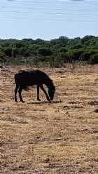 Immagine di Darai Lanima