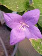 Immagine di Leoemotion