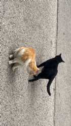 Immagine di s.i