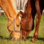 Immagine di Rose Mery