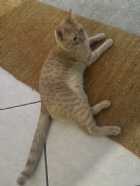 Immagine di LVCHKSSZZVS