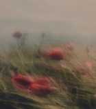Immagine di Elizabeth Mist