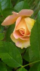 Immagine di Dede Marten