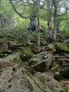 Immagine di Nemecsek