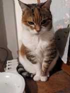 Immagine di Halford92