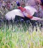 Immagine di Elly elfry