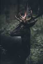 Immagine di cervo nero