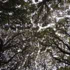 Immagine di Angela Cocco