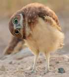 Immagine di SHANTA MIRA