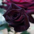 Immagine di Bellatrix Kore