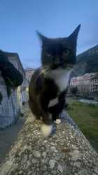 Immagine di Linny mo mo