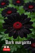 Immagine di Dark Margarita