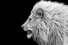 Immagine di LionKing
