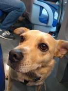 Immagine di Perlanera