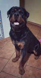 Immagine di circense