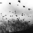 Immagine di cantorom