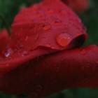 Immagine di Feniceanimus