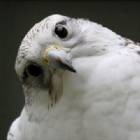 Immagine di Il Girfalco