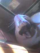 Immagine di John Carring