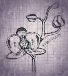 Immagine di Phalaenopsis Blume