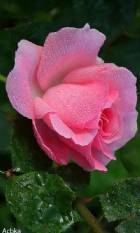 Immagine di g.roberto_55