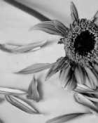 Immagine di Io che mi manco