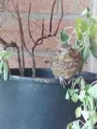 Immagine di volavola