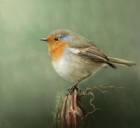 Immagine di Ameghetes