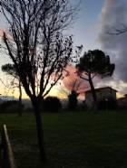 Immagine di Frances Rose