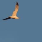 Immagine di tastierinoubriaco