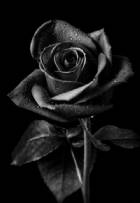 Immagine di Shirogane_20