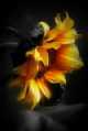 Immagine di Girasole solitario