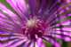 Immagine di il fiore di campo