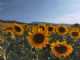 Immagine di Martina Murgante