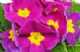 Immagine di primula