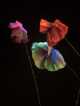 Immagine di Lucrezia-