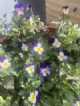Immagine di Mimulus_
