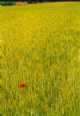 Immagine di Rouge
