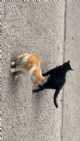 Immagine di s.i