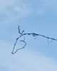 Immagine di addo