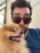 Immagine di AleThePomGuy