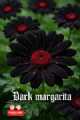 Immagine di Dark Margarita