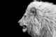 Immagine di LionKing