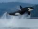 Immagine di Tilikum