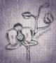 Immagine di Phalaenopsis Blume