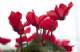 Immagine di Fiore di Ciclamino