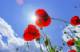 Immagine di Poppy