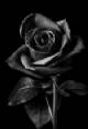 Immagine di Shirogane_20